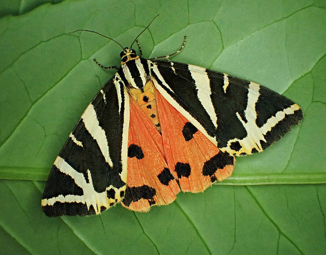 Jersey Tiger
