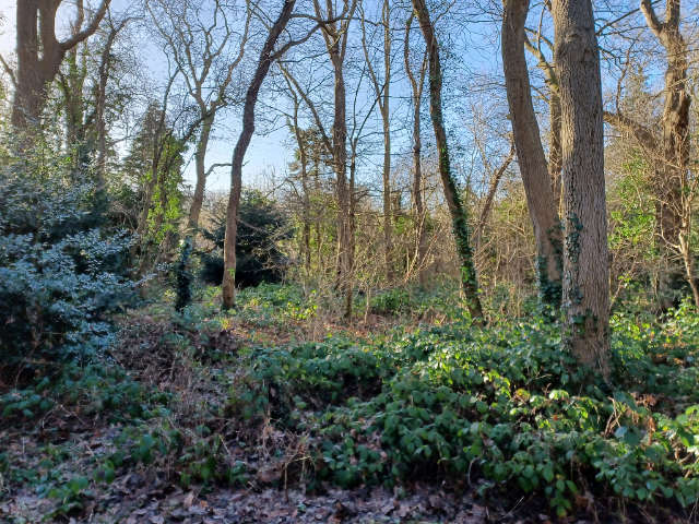 Knighton Spinney