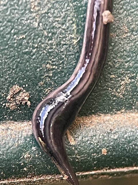 Kontikia ventrolineata