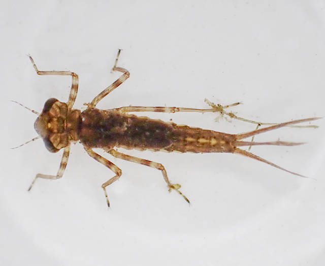 Large Red Damselfly larva