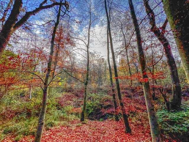 Launde Park Wood