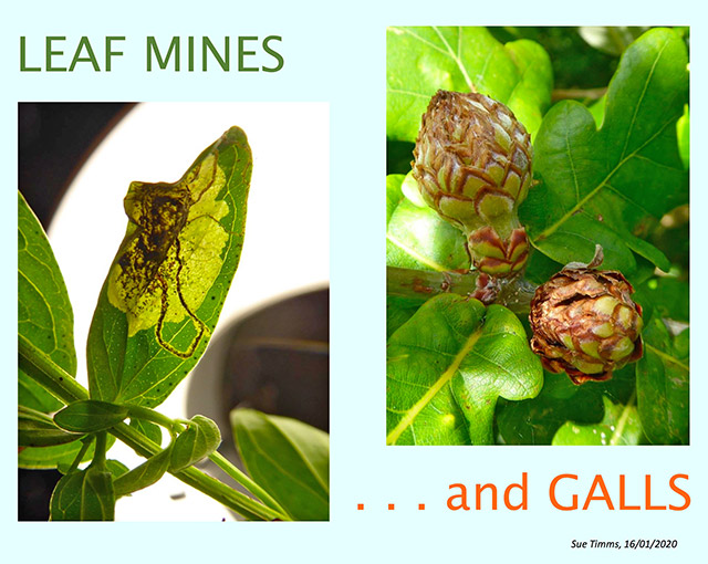 Leafmines and Plant Galls