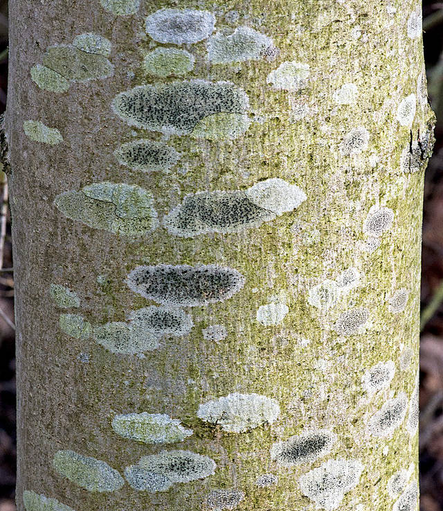 Lecidella elaeochroma