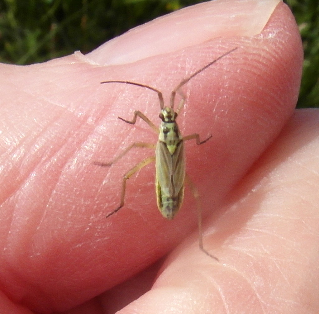 Leptopterna dolabrata