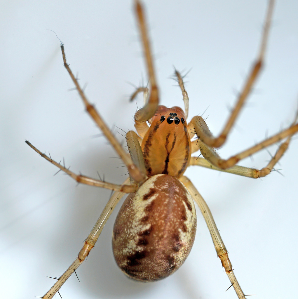 Linyphia triangularis
