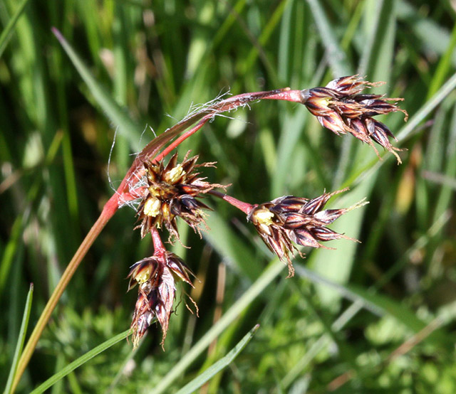 Luzula campestris