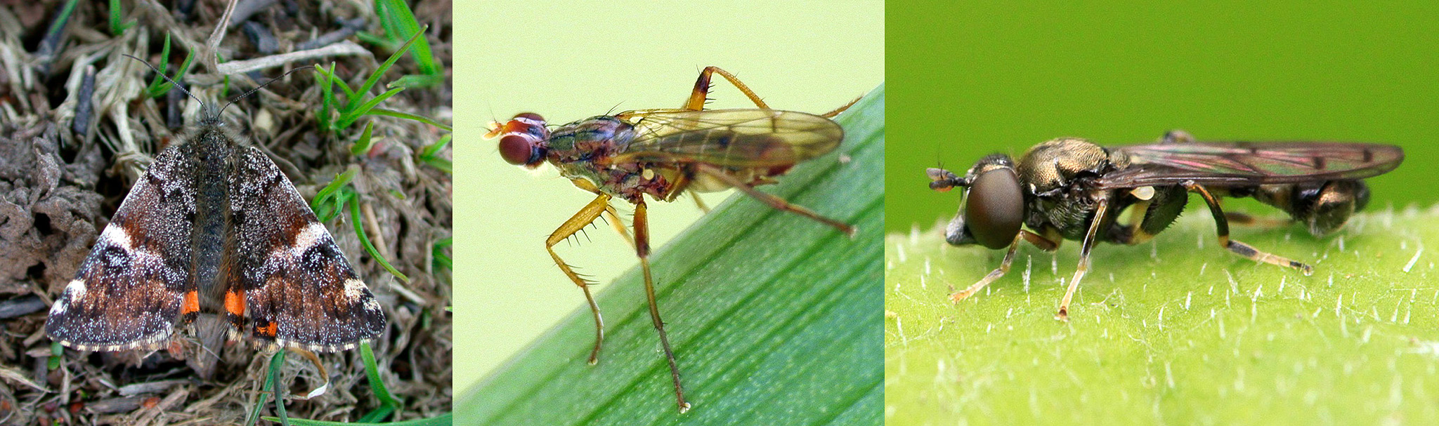 Target species