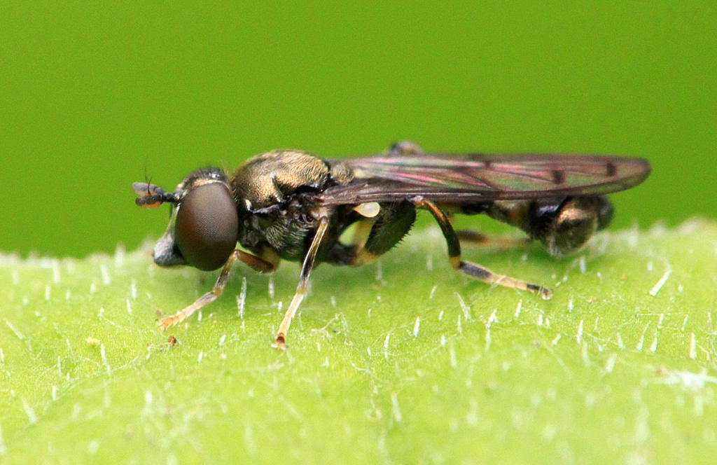 Neoascia obliqua