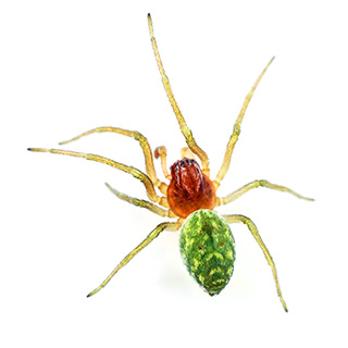 Nigma walckenaeri