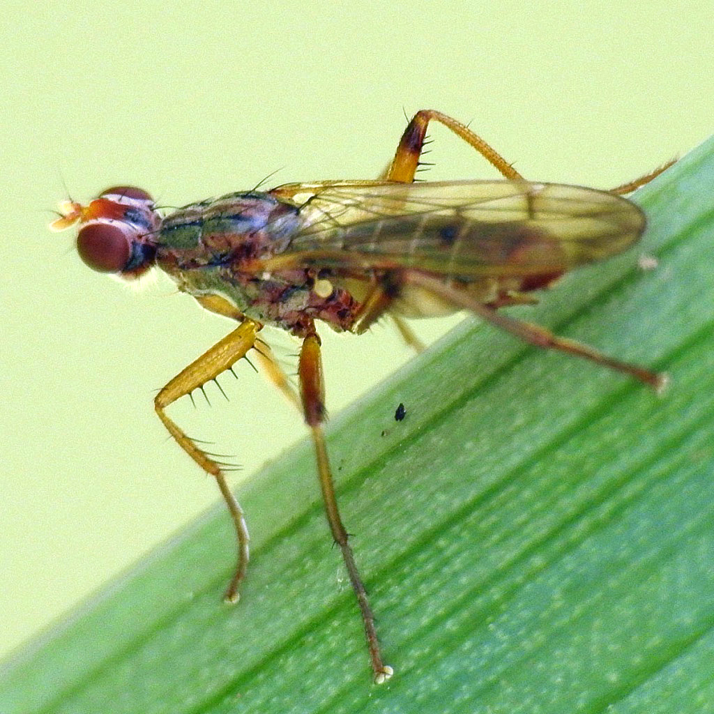 Norellia spinipes