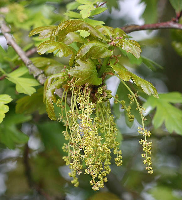 Oak Blossom