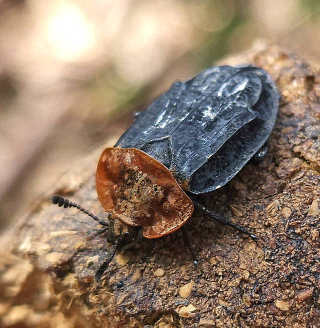 Red-breasted Carrion Beetle