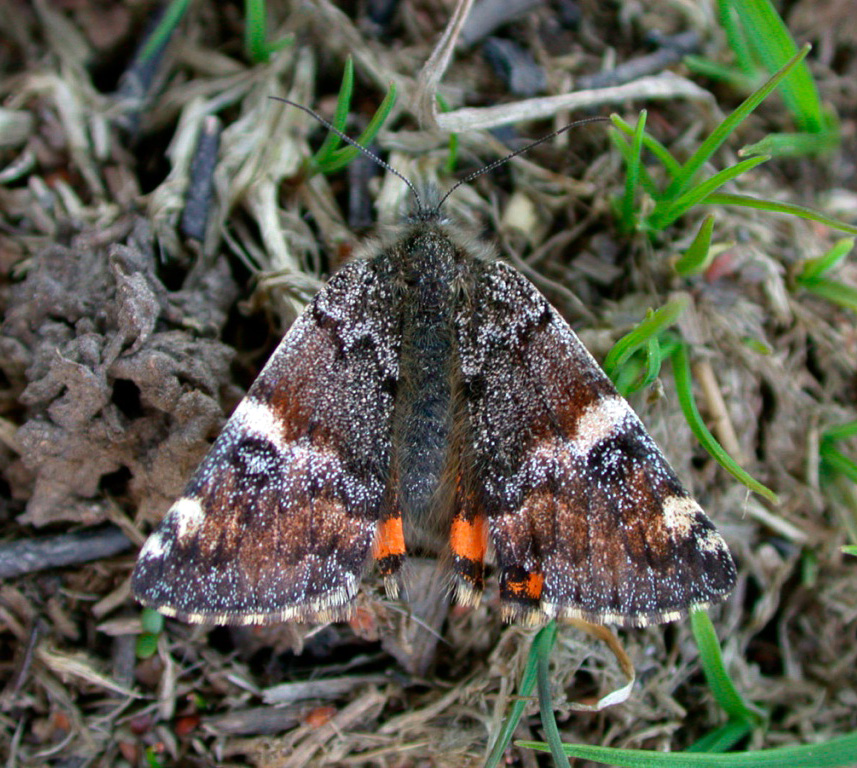 Orange Underwing