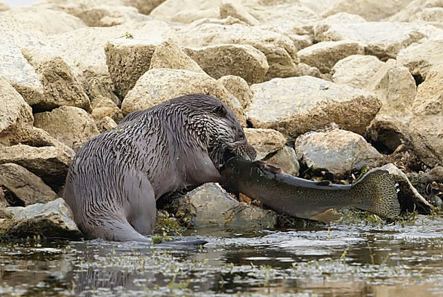 Otter with Rainbow Trout