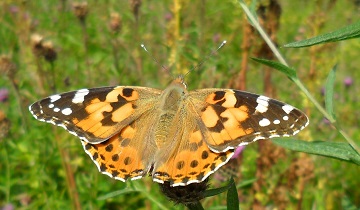 Painted Lady butterfly
