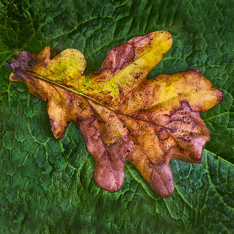 Pendunculate Oak Quercus robur