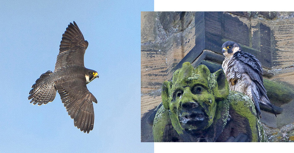 Peregrine