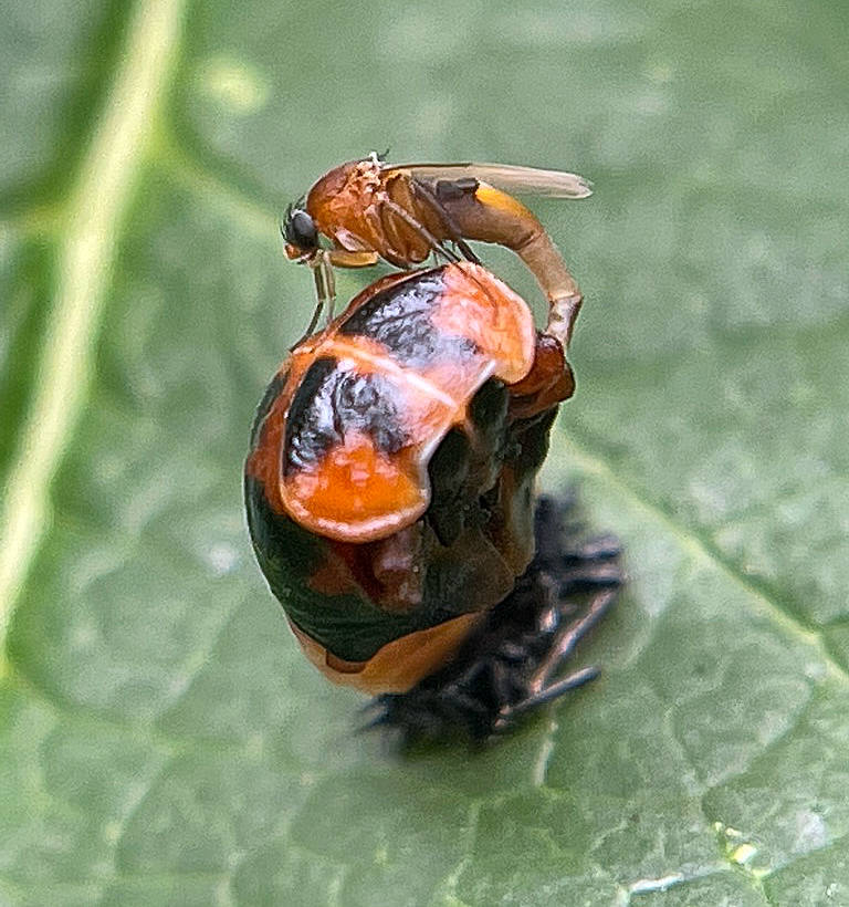 Phalacrotophora