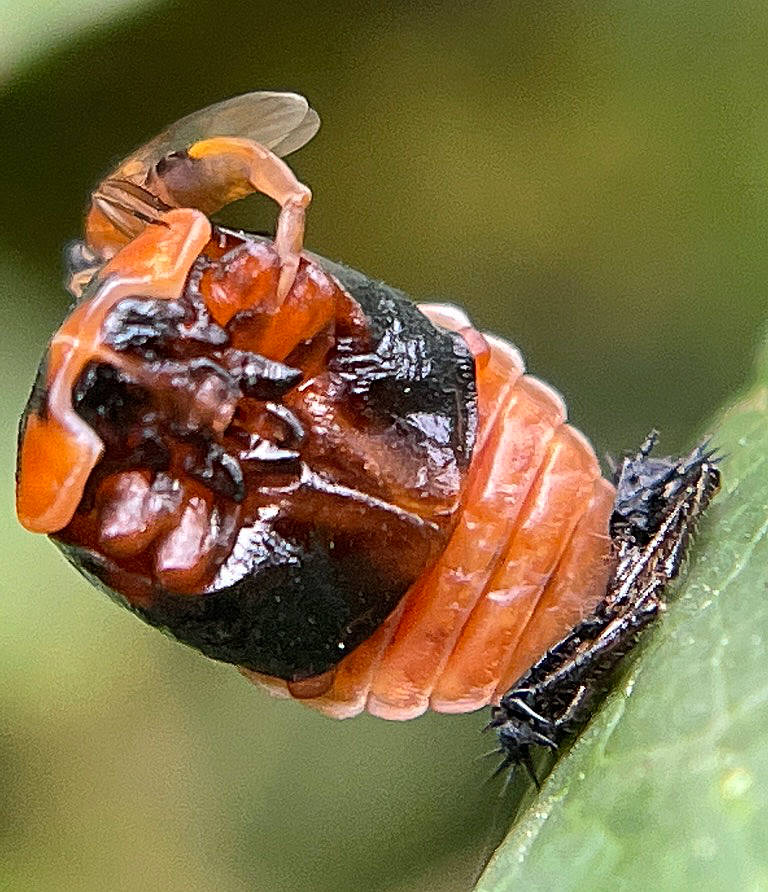 Phalacrotophora