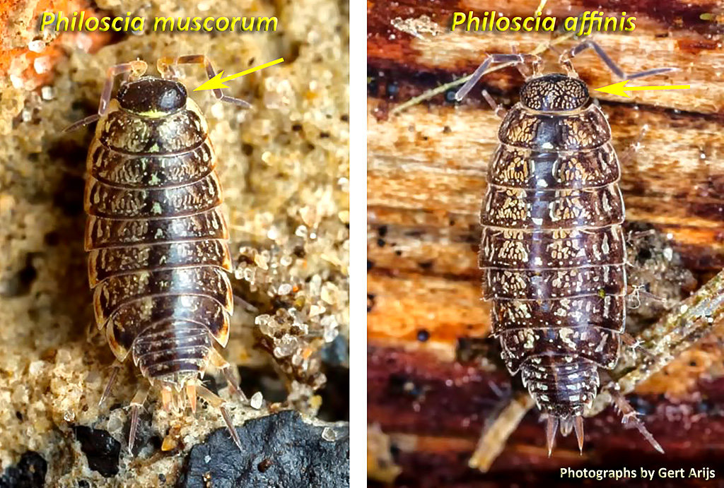Philoscia affinis