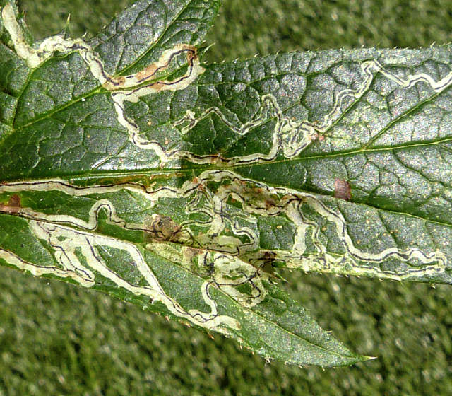 Echinops Leaf Miner