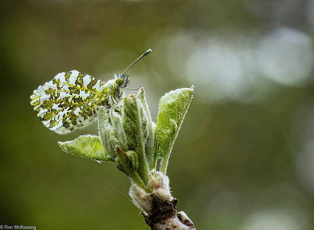 Orange-tip Butterfly