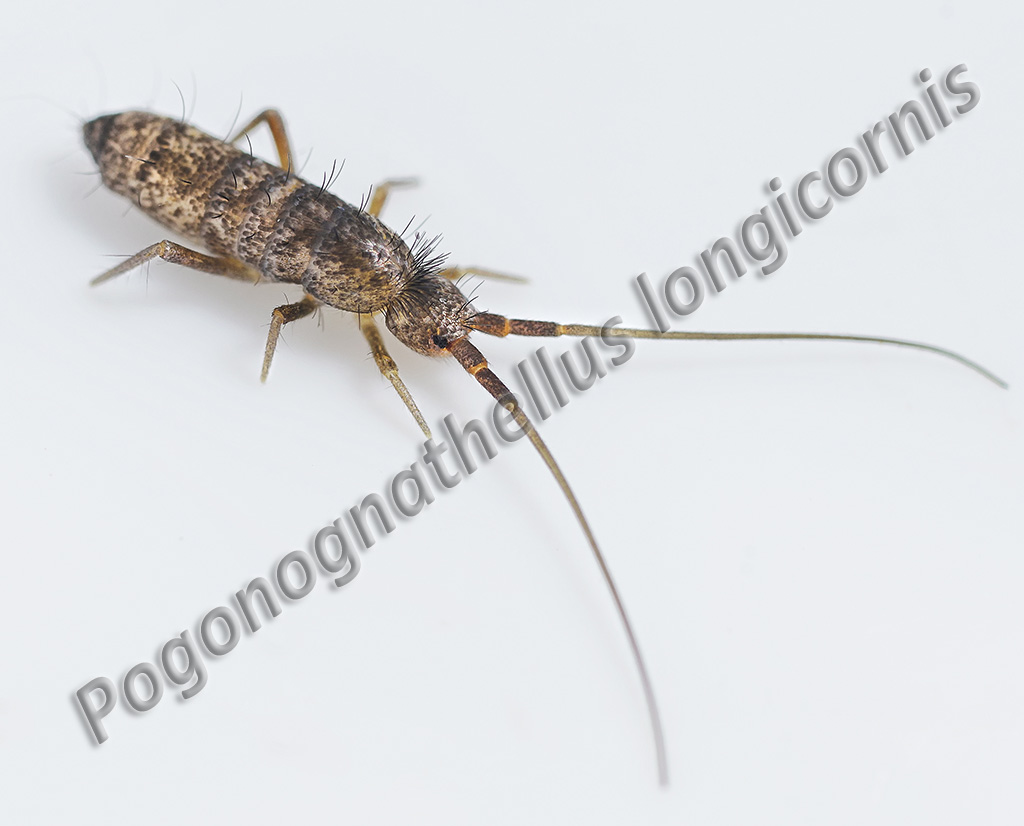Pogonognathellus longicornis