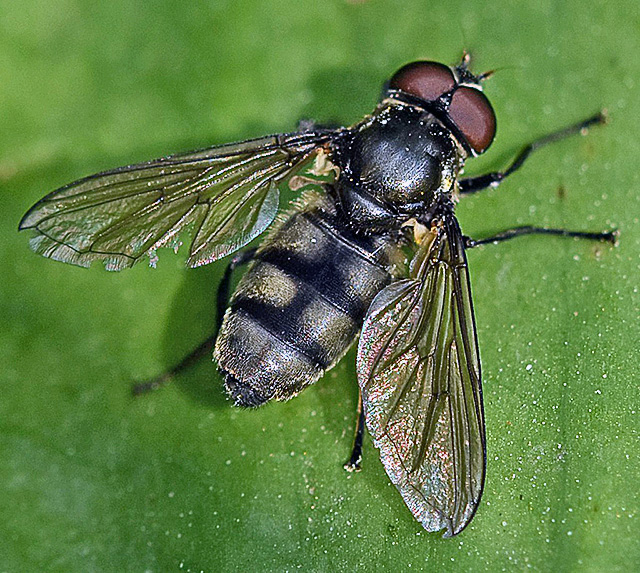 Portevinia maculata