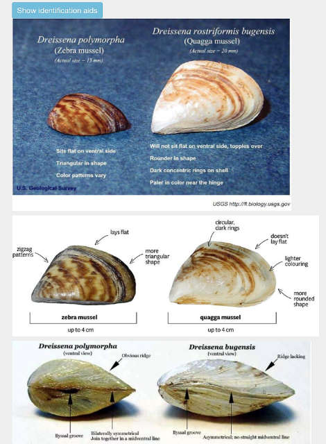Quagga Mussels