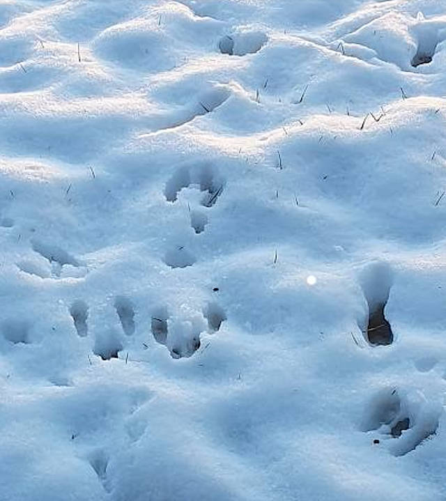 Rabbit tracks