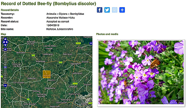 Record-of-Dotted-Bee-fly