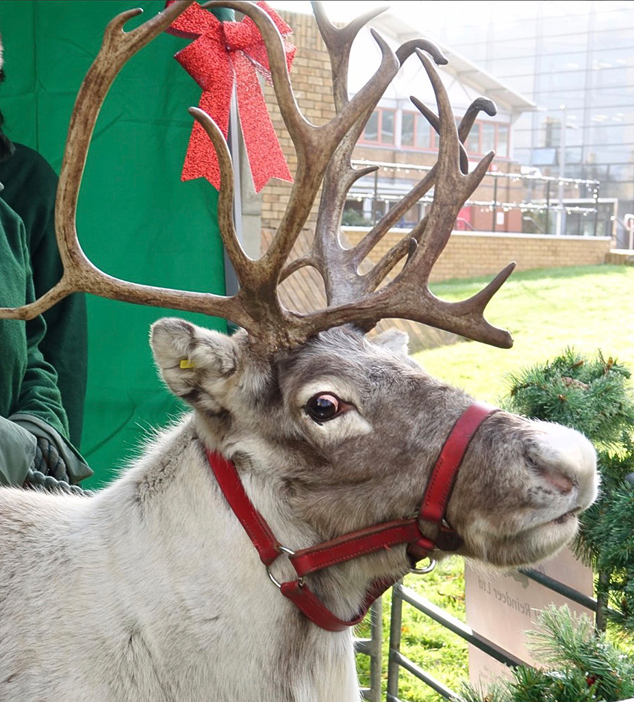 Reindeer?