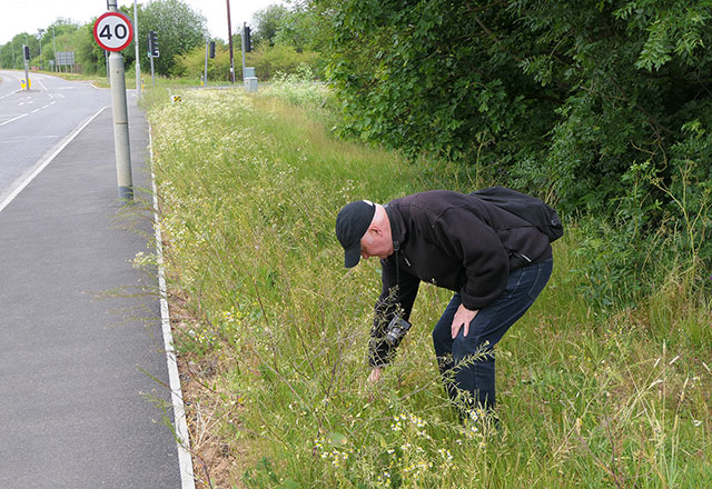 Road verge
