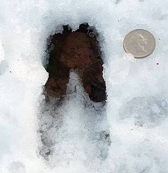 Roe Deer print