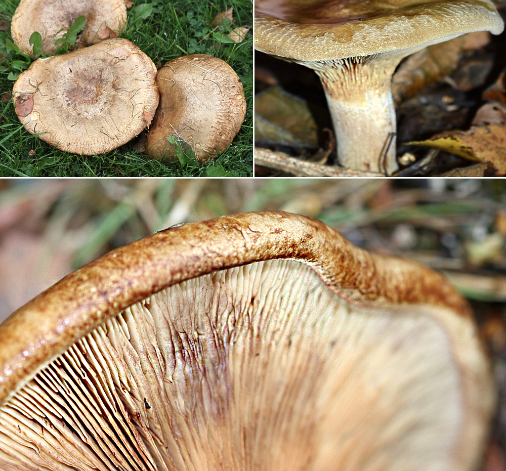 Brown Rollrim Paxillus involutus