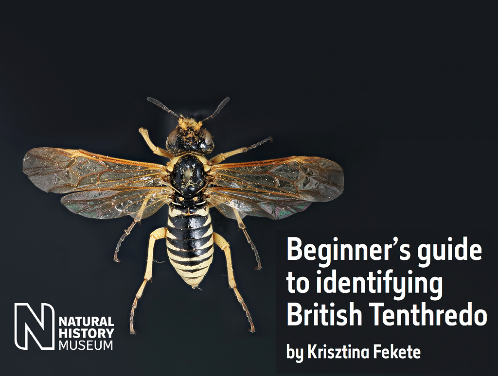 Sawflies Guide
