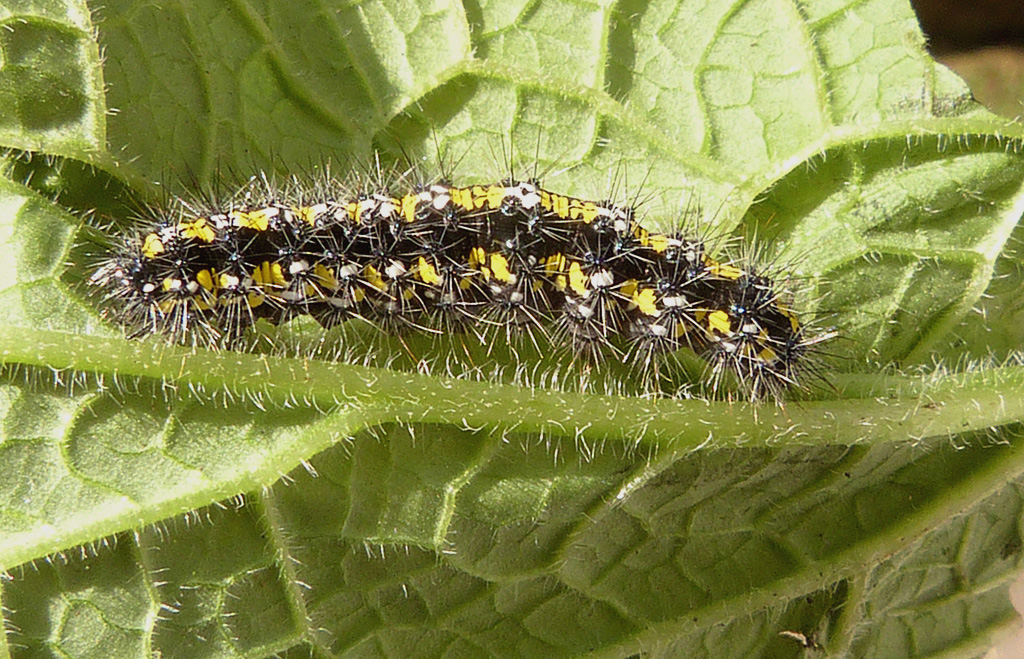 Scarlet Tiger Alert