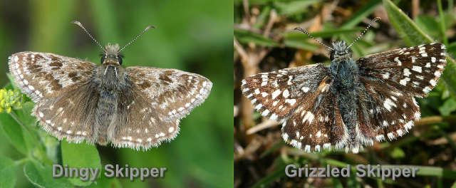 Skippers