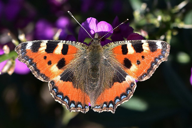 Small Tortoiseshell