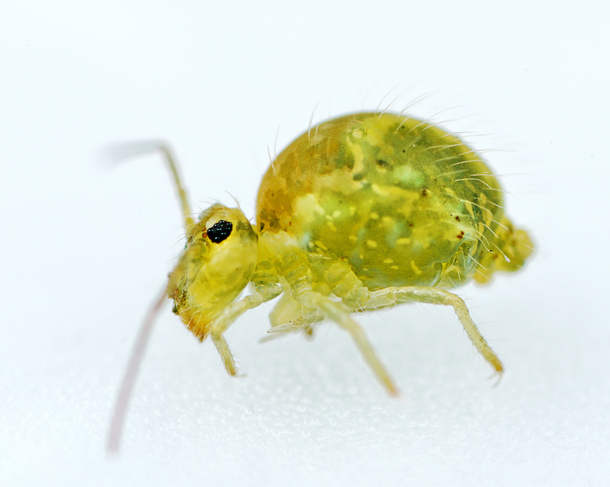 Sminthurus viridis