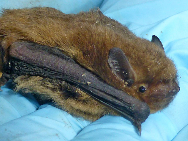 Soprano Pipistrelle