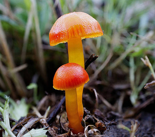 Spangle Waxcap