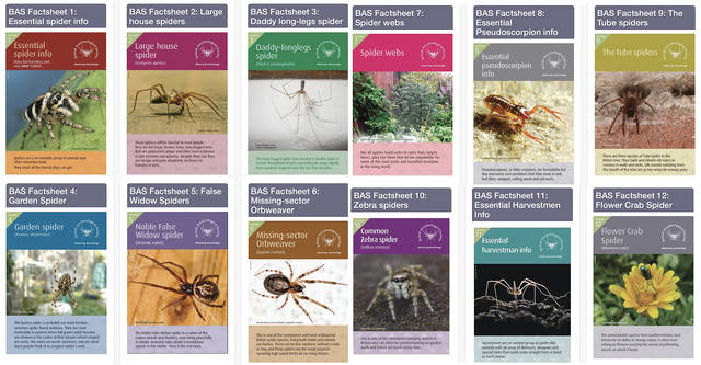 Spider factsheets