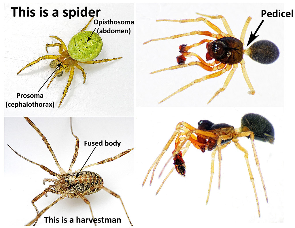 Spider or Harvestman