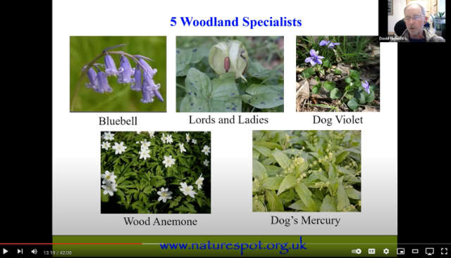Spring Wildflowers