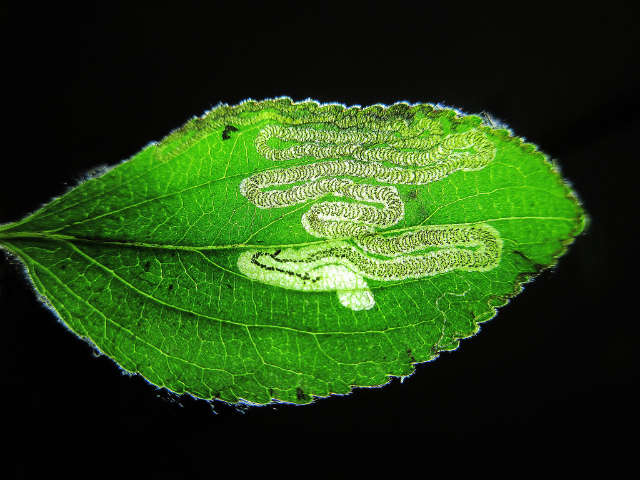 Stigmella catharticella
