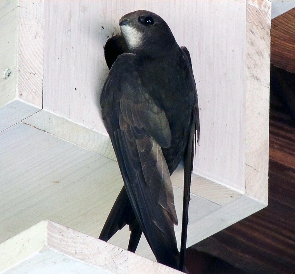 Swift Nest Box