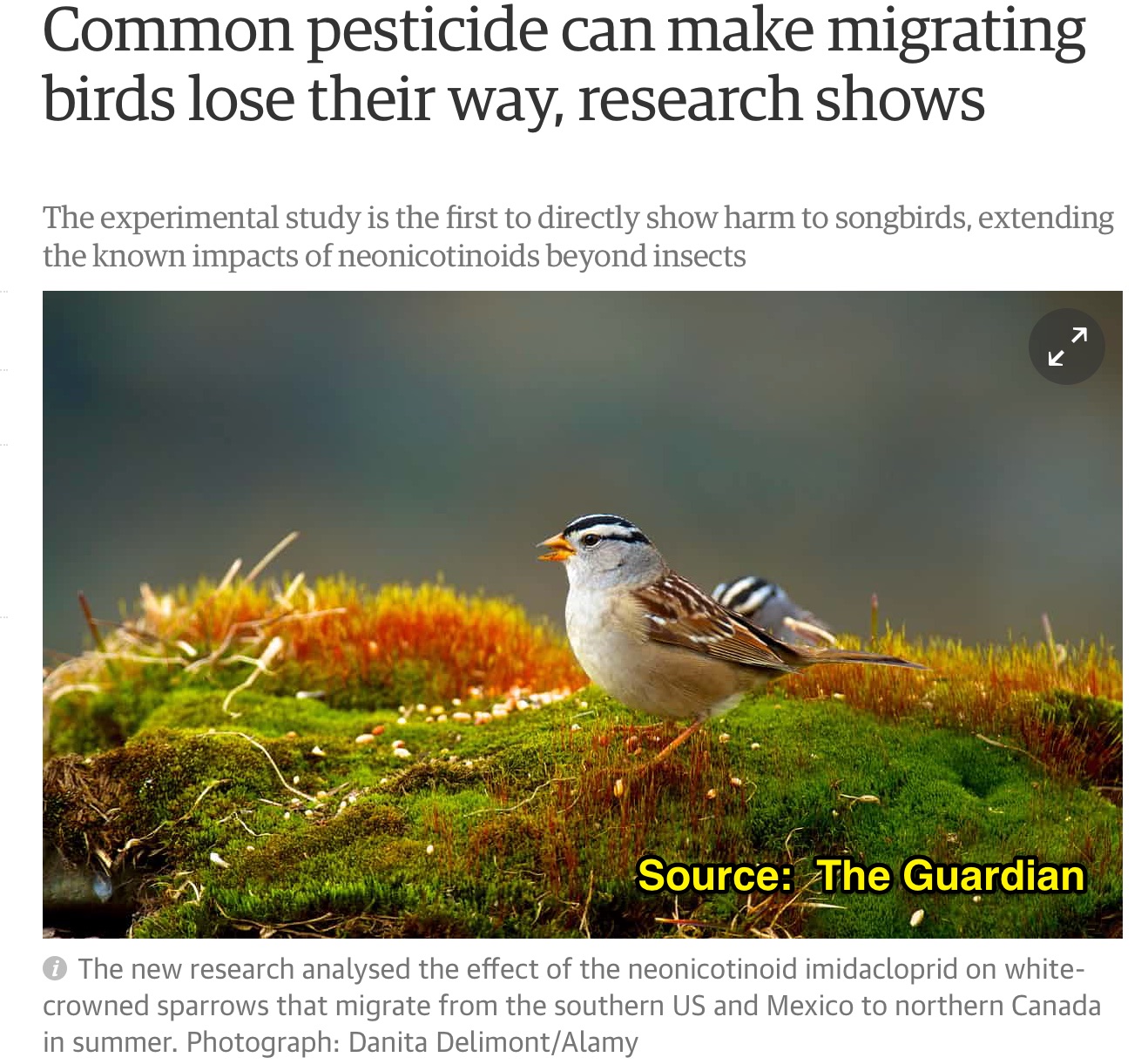 The Guardian