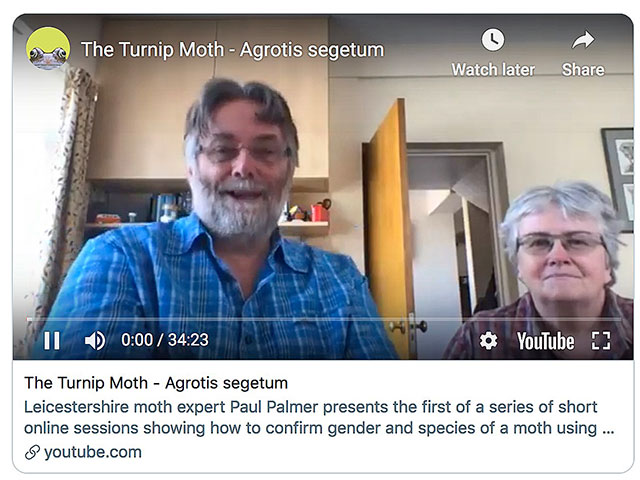 Video - Turnip Moth
