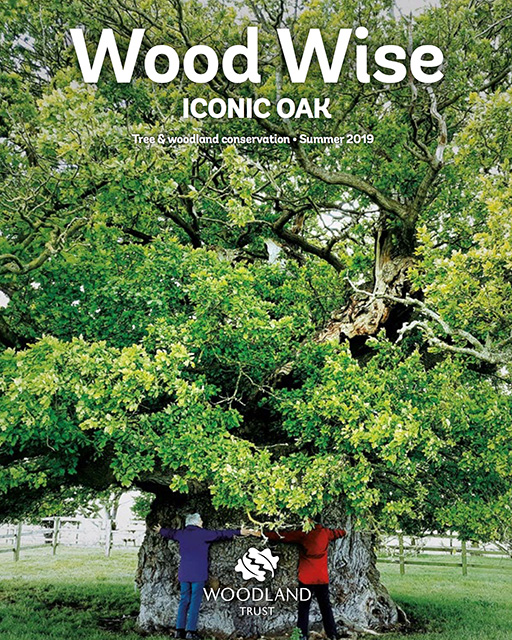 The Iconic Oak